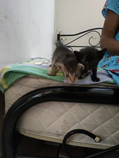 Kitten Siblings (Penang) - Domestic Short Hair Cat