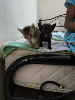 Kitten Siblings (Penang) - Domestic Short Hair Cat