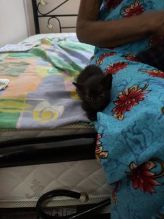 Kitten Siblings (Penang) - Domestic Short Hair Cat