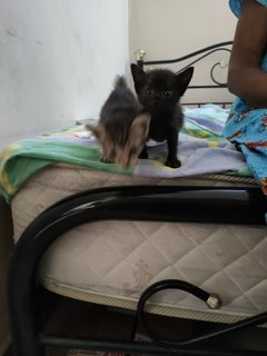 Kitten Siblings (Penang) - Domestic Short Hair Cat