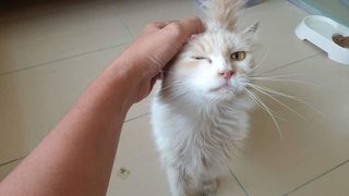 Boba - Domestic Long Hair Cat