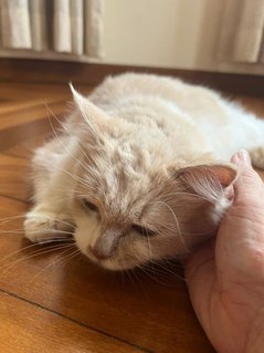 Boba - Domestic Long Hair Cat