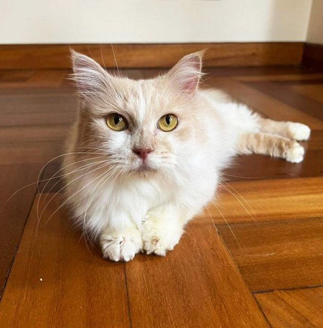 Boba - Domestic Long Hair Cat