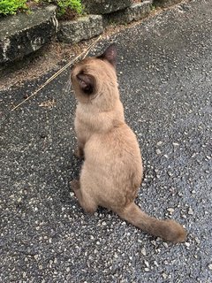 Brownie  - Siamese Cat