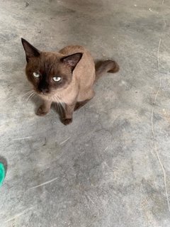 Brownie  - Siamese Cat