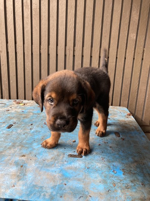 Charlie  - Border Collie + Rottweiler Dog