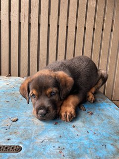 Charlie  - Border Collie + Rottweiler Dog