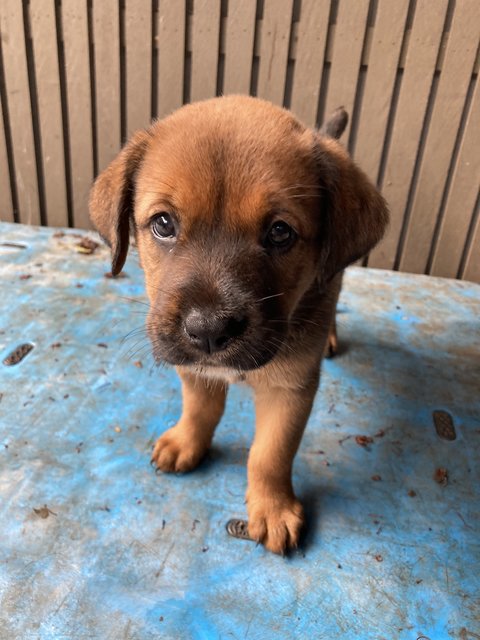 Tessa - Border Collie + Rottweiler Dog