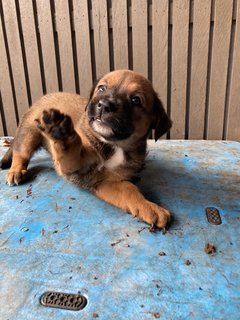 Tessa - Border Collie + Rottweiler Dog