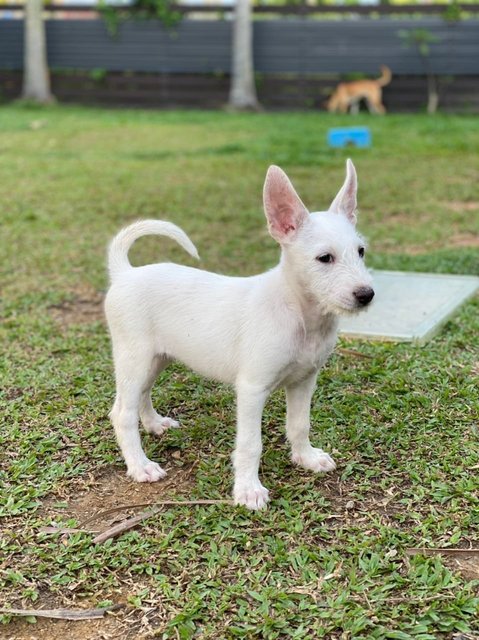 Angel Girl - Mixed Breed Dog