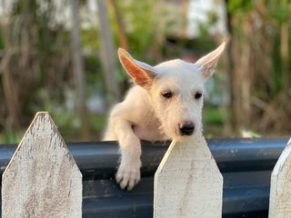 Angel Girl - Mixed Breed Dog