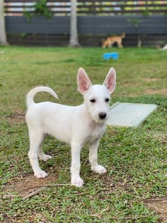 Angel Girl - Mixed Breed Dog