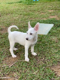 Angel Girl - Mixed Breed Dog