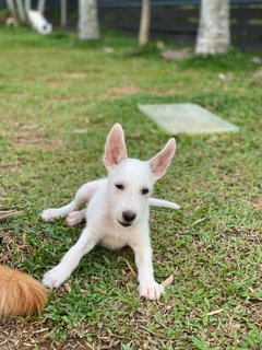 Angel Girl - Mixed Breed Dog