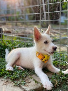 Lily Girl - Mixed Breed Dog