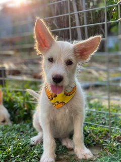 Lily Girl - Mixed Breed Dog