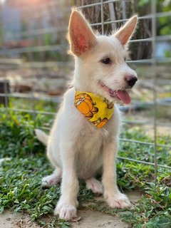 Lily Girl - Mixed Breed Dog