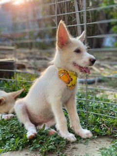 Lily Girl - Mixed Breed Dog