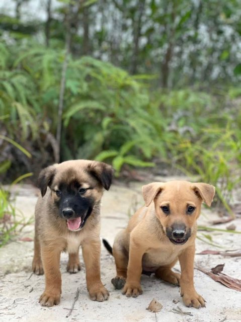 Popoi's Family ( 3 Weeks )  - Mixed Breed Dog