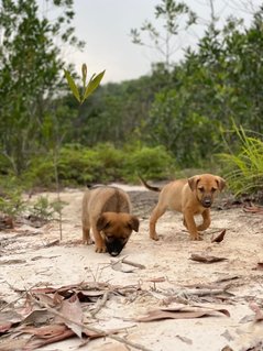 Popoi's Family ( 3 Weeks )  - Mixed Breed Dog