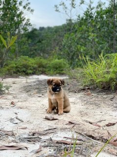 Popoi's Family ( 3 Weeks )  - Mixed Breed Dog