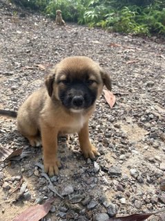 Popoi's Family ( 3 Weeks )  - Mixed Breed Dog