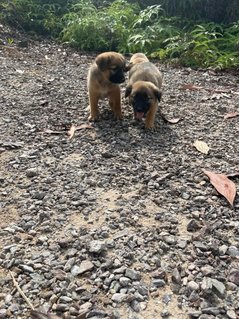 Popoi's Family ( 3 Weeks )  - Mixed Breed Dog