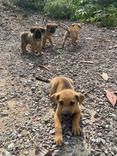 Popoi's Family ( 3 Weeks )  - Mixed Breed Dog