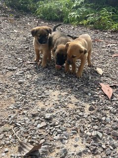 Popoi's Family ( 3 Weeks )  - Mixed Breed Dog