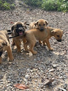 Popoi's Family ( 3 Weeks )  - Mixed Breed Dog