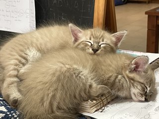 Milo And Coco - Domestic Medium Hair Cat