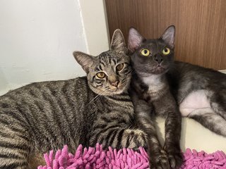 Hesus &amp; Cleo - Tabby + Burmese Cat