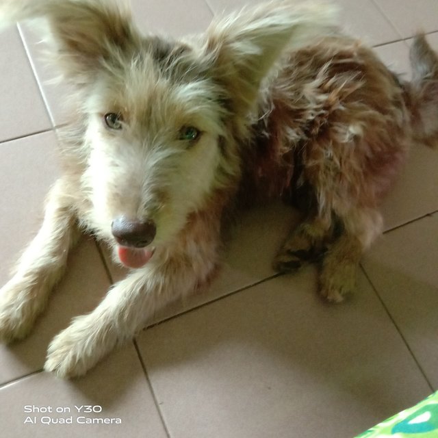 Browny  - Shih Tzu Mix Dog