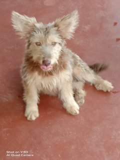 Browny  - Shih Tzu Mix Dog