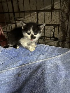 Black And White Kitten For Adoption  - Domestic Medium Hair Cat