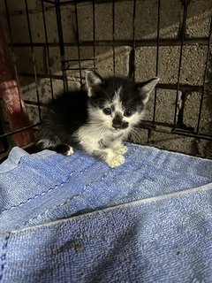 Black And White Kitten For Adoption  - Domestic Medium Hair Cat