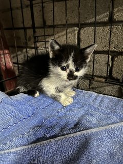 Black And White Kitten For Adoption  - Domestic Medium Hair Cat