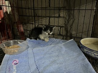 Black And White Kitten For Adoption  - Domestic Medium Hair Cat