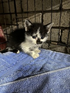 Black And White Kitten For Adoption  - Domestic Medium Hair Cat