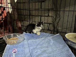 Black And White Kitten For Adoption  - Domestic Medium Hair Cat