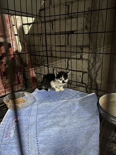 Black And White Kitten For Adoption  - Domestic Medium Hair Cat