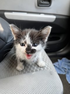 Black And White Kitten For Adoption  - Domestic Medium Hair Cat