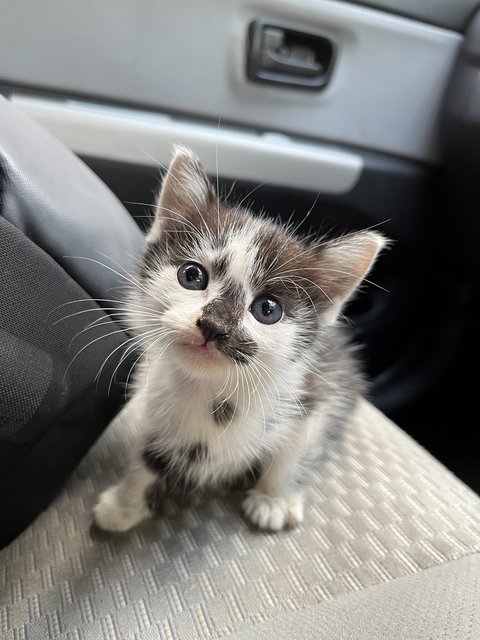 Black And White Kitten For Adoption  - Domestic Medium Hair Cat