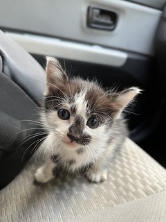 Black And White Kitten For Adoption  - Domestic Medium Hair Cat