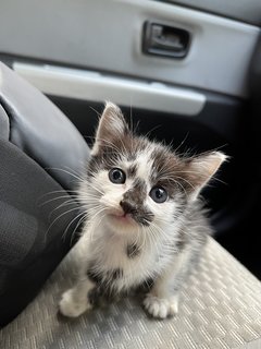 Black And White Kitten For Adoption  - Domestic Medium Hair Cat