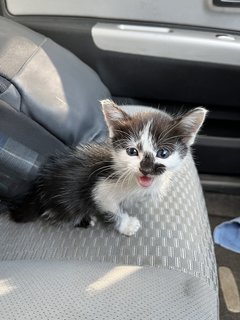 Black And White Kitten For Adoption  - Domestic Medium Hair Cat