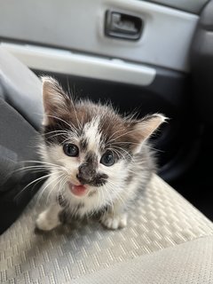 Black And White Kitten For Adoption  - Domestic Medium Hair Cat