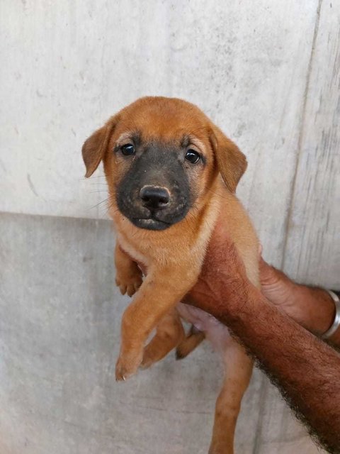 Ramon, Enedina, &amp; Benjie - Mixed Breed Dog