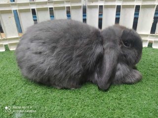 New Born Rabbits - Holland Lop Rabbit