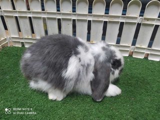 New Born Rabbits - Holland Lop Rabbit